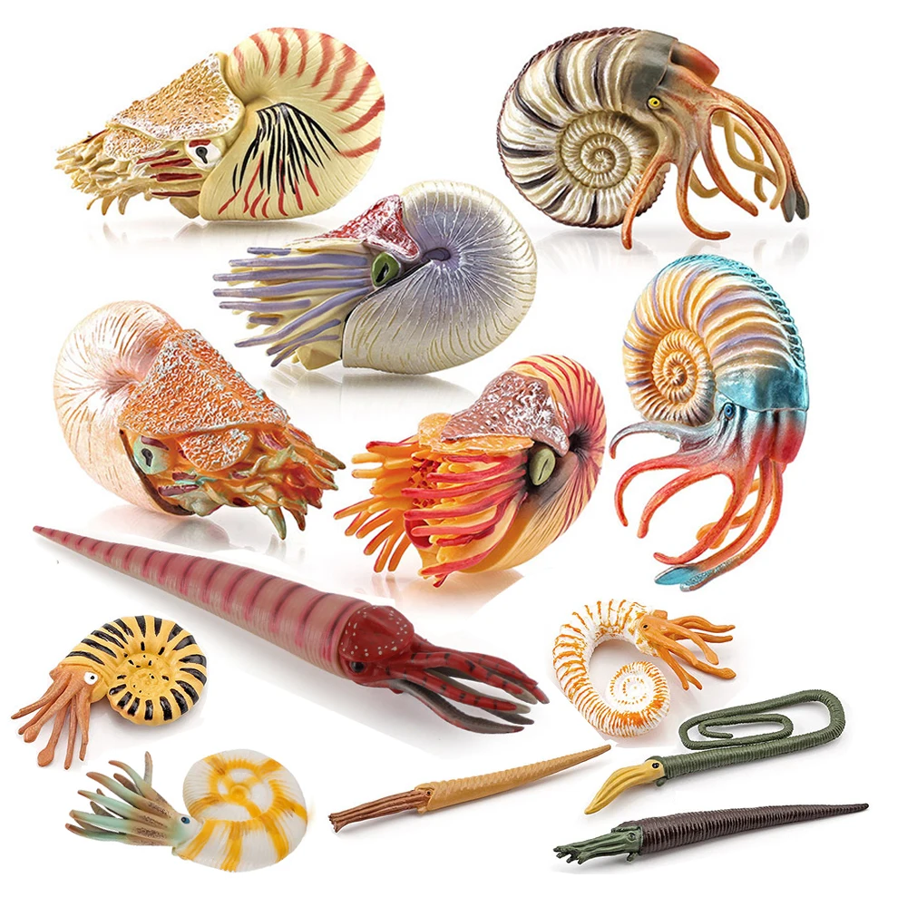 Kids Toys Reviews - Deniz Oyuncak Hayvanları Nautilus Figürü Cameroceras